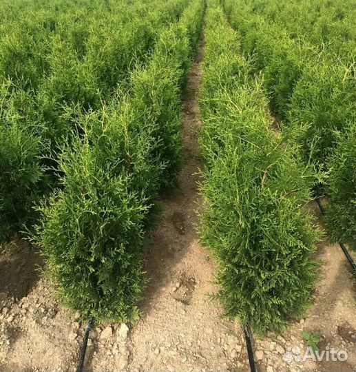 Туя брабант