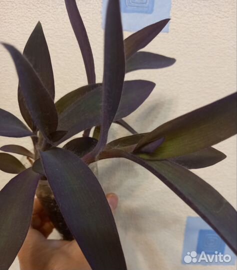 Сеткреазия пурпурная, пеперомия Пикси Лайм