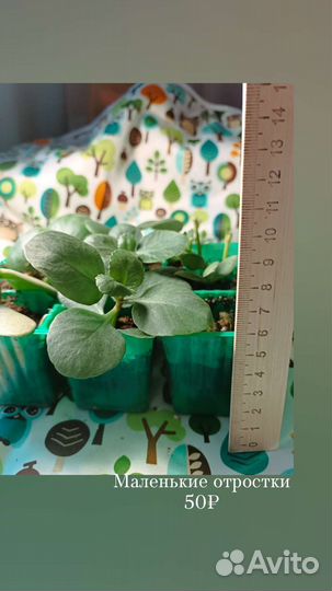 Каланхое цветущее красное