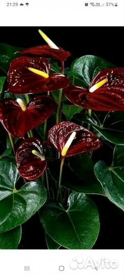 Комнатные цветы антуриум