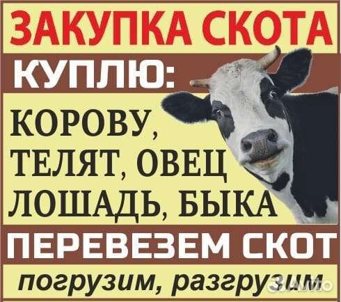 Перевозка скота
