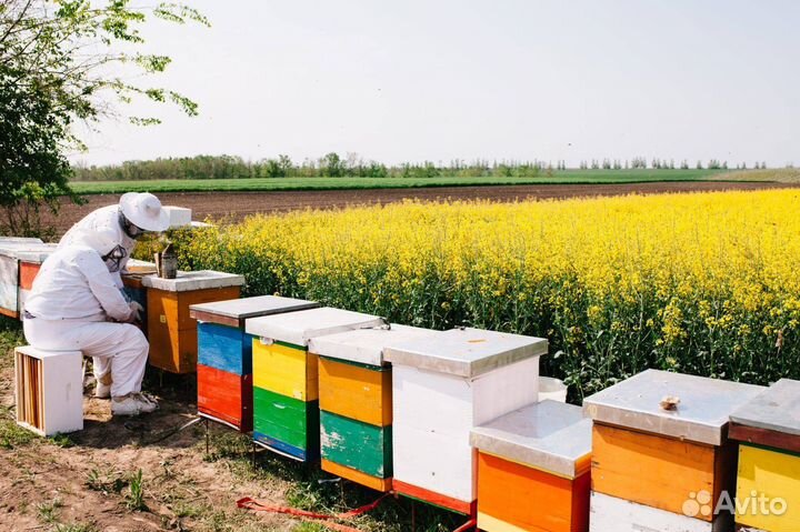 Пчелы, пчелопакеты, улья, мед