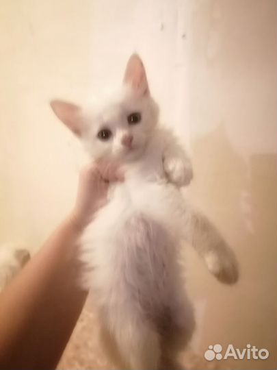 Продаются котята