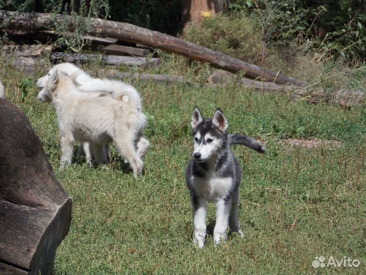 Собаки щенки лайки
