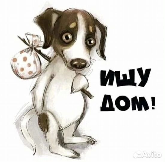 Собака в добрые руки