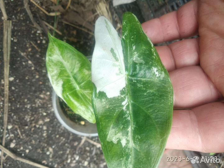 Алоказия кобра вар (cobra variegata)