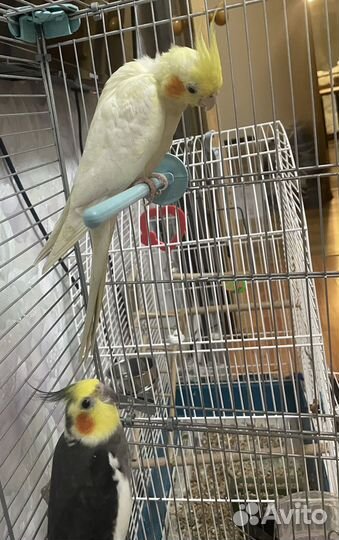 Корелла пара