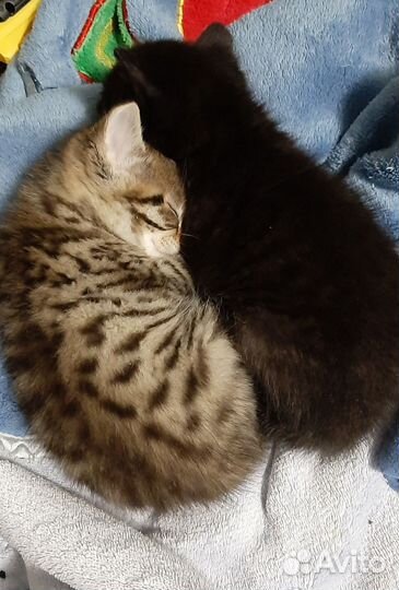 Котята