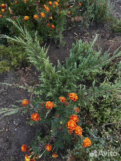 Продам можжевельник