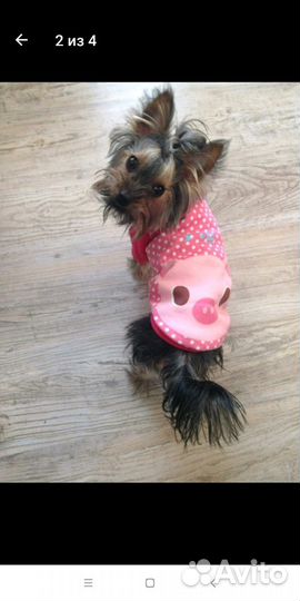 Костюм для собак и кошек