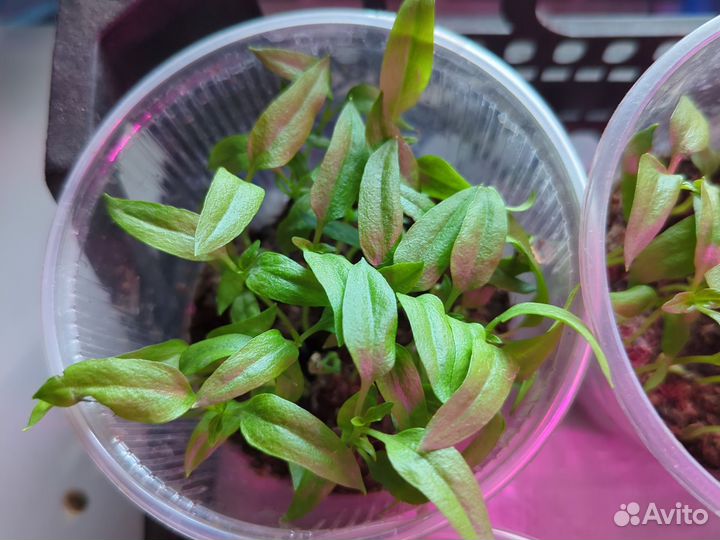 Рассада для пикировки