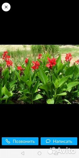 Канны, астра Вергинская (сентябринки)