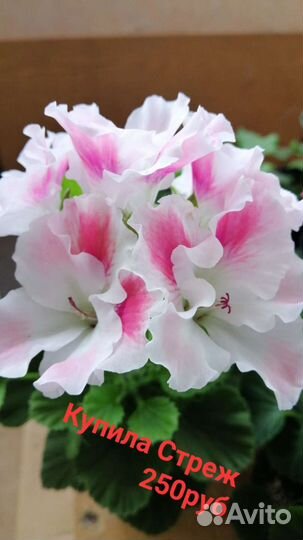 Сотовая пеларгония