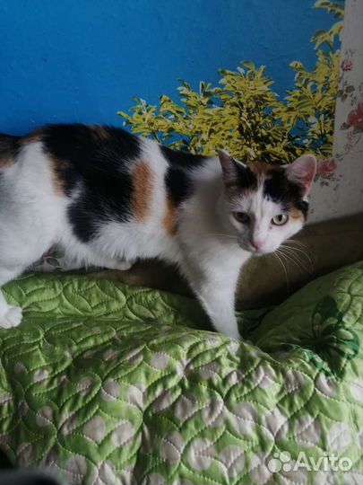 Кошечка в добрые руки