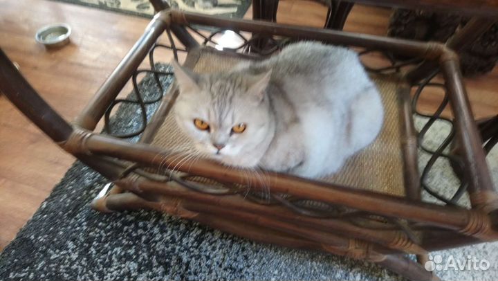 Британская кошка бесплатно