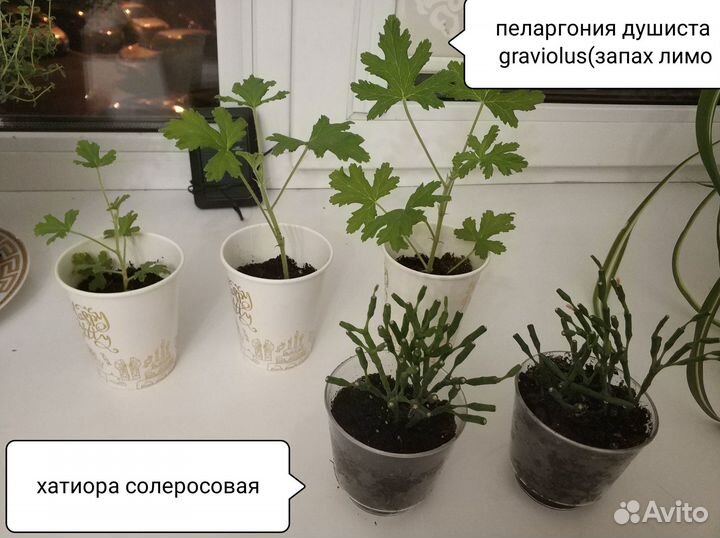 Пеларгония душистая, хлорофитум хохлатый, хатиора
