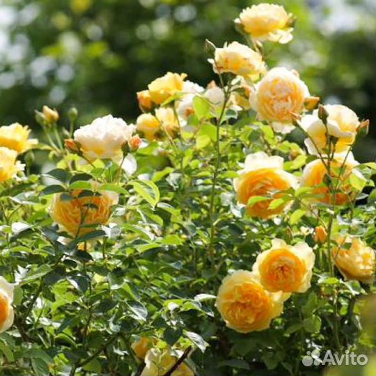 Канадские парковые розы