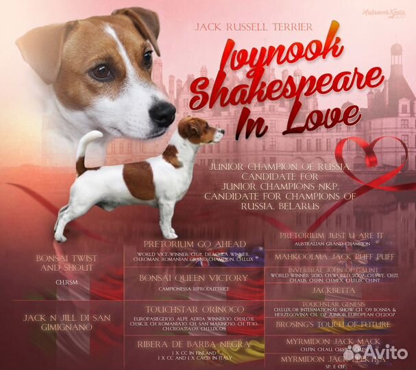 Джек рассел терьер.Вязка, случка