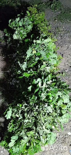 Веник для бани берёза/дуб