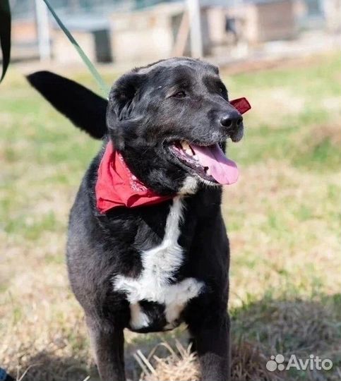 Собака в добрые руки