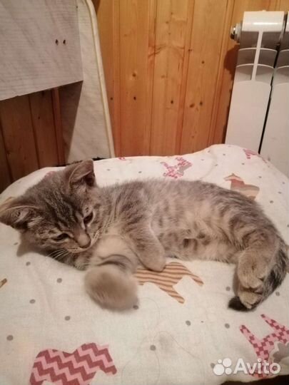 Котенок (кошечка)