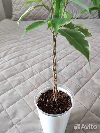 Фикус Бенджамина Бафт плетный