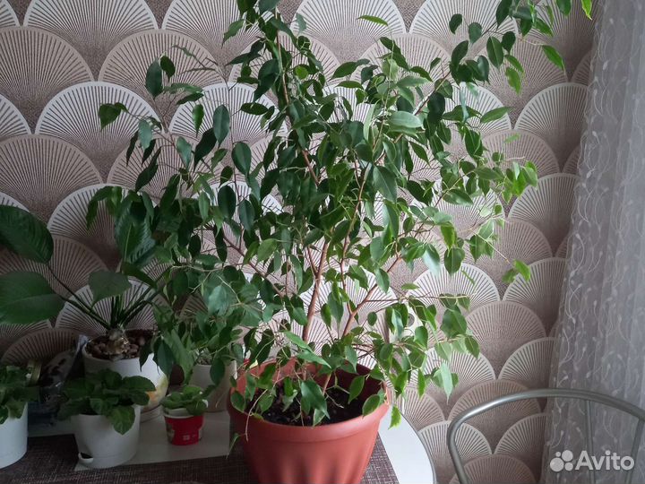 Фикус бенджамина