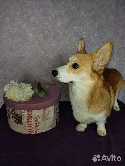 Шляпа новая