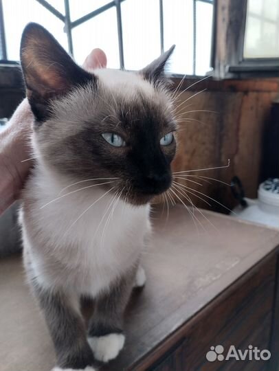Найден кот