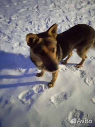 Потерялась собака