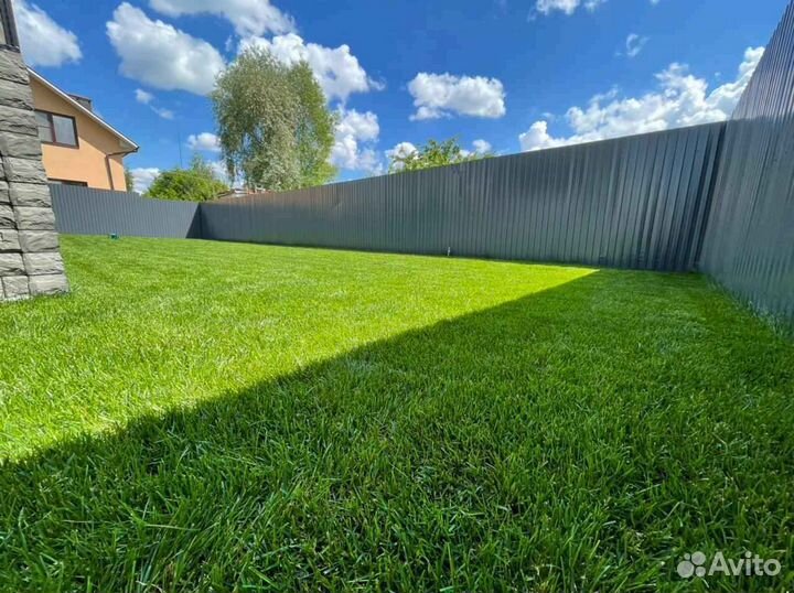 Рулонный газон теневыносливый