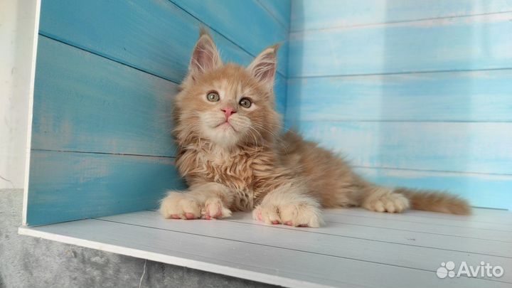 Красные дымные котята