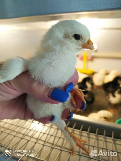 Маран (Англия, Франция) Серебро, Медный, Белый