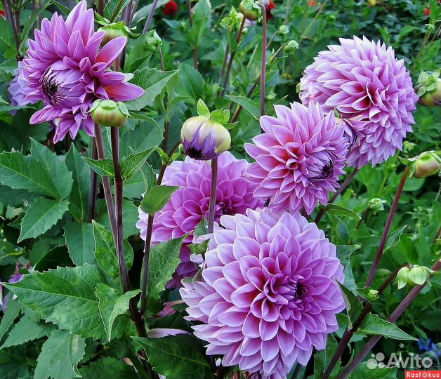 Георгины клубни