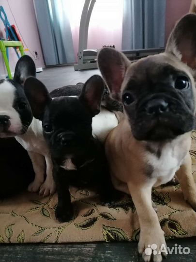 Французский бульдог щенки