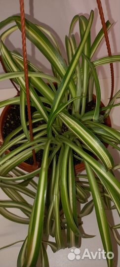 Хлорофитумы