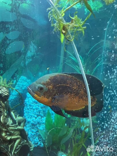 Астрононтус леопоардовый для аквариума