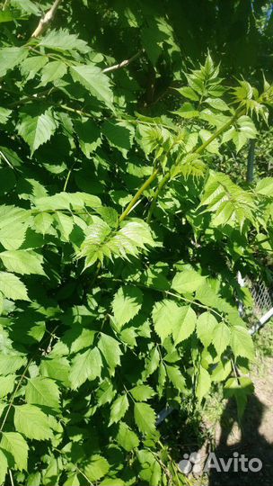 Хосты 5 видов, папоротник, кампсис на посадку