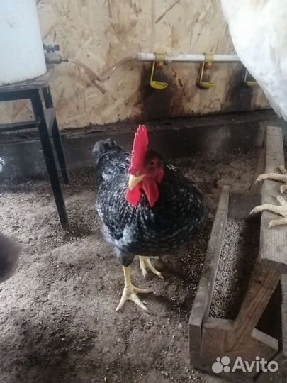 Петух доминант