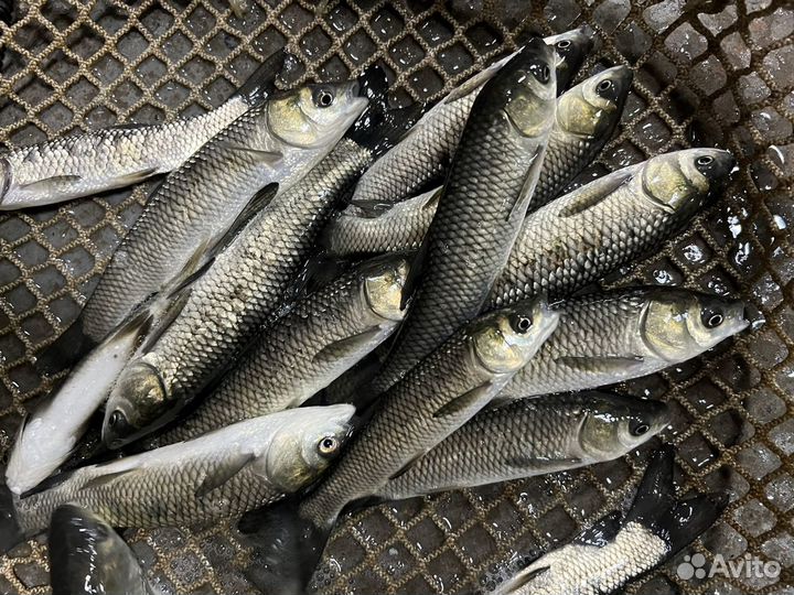 Живая рыба амур, линь