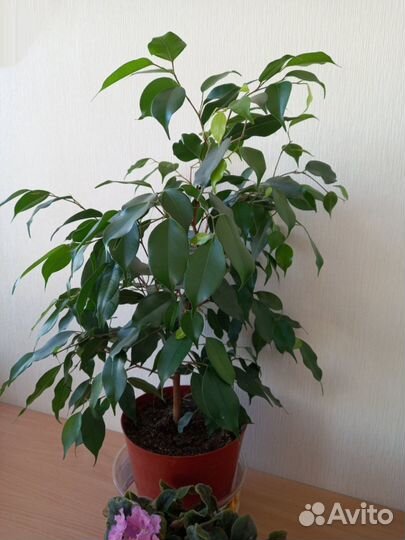 Фикус бенджамина