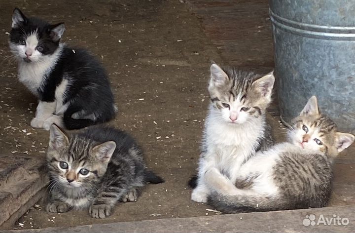 Котята от домашней кошки