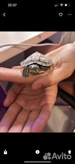 Черепашка бронь