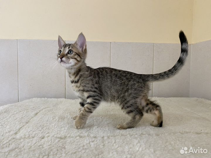 Пикси боб- саванна чудесные котята