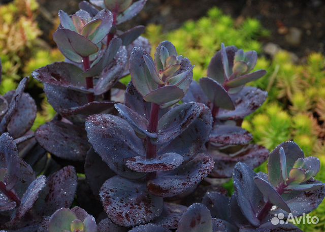 Очитки,родиола сахалинская, герань, лабазник Ауреа