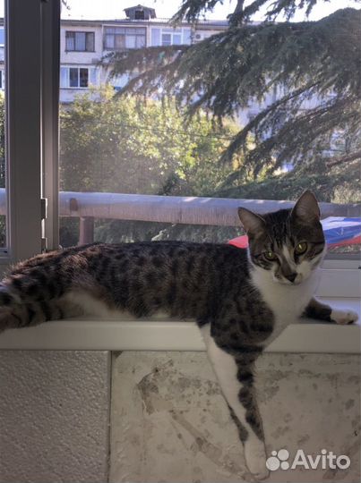 Отдам породестого котенка в добрые руки