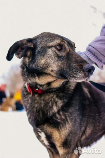 Фëдору нужен дом