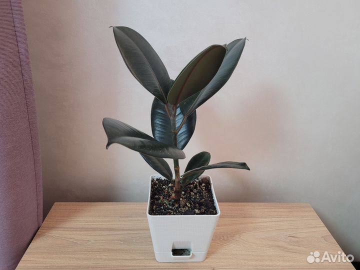 Фикус эластика абиджан 40 см