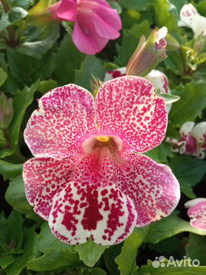 Мимулюс семена