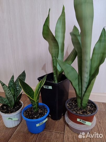 Сансевиерия